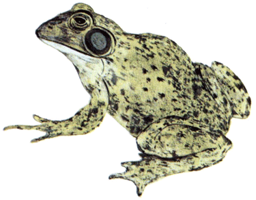 Animal Poems (eBook)