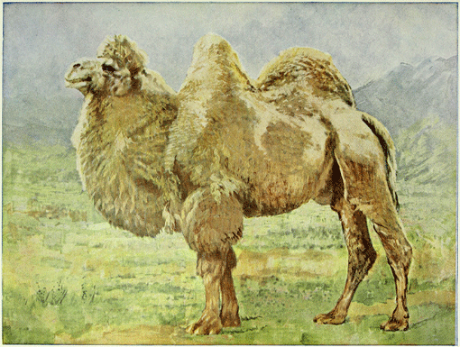 Animal Poems (eBook)